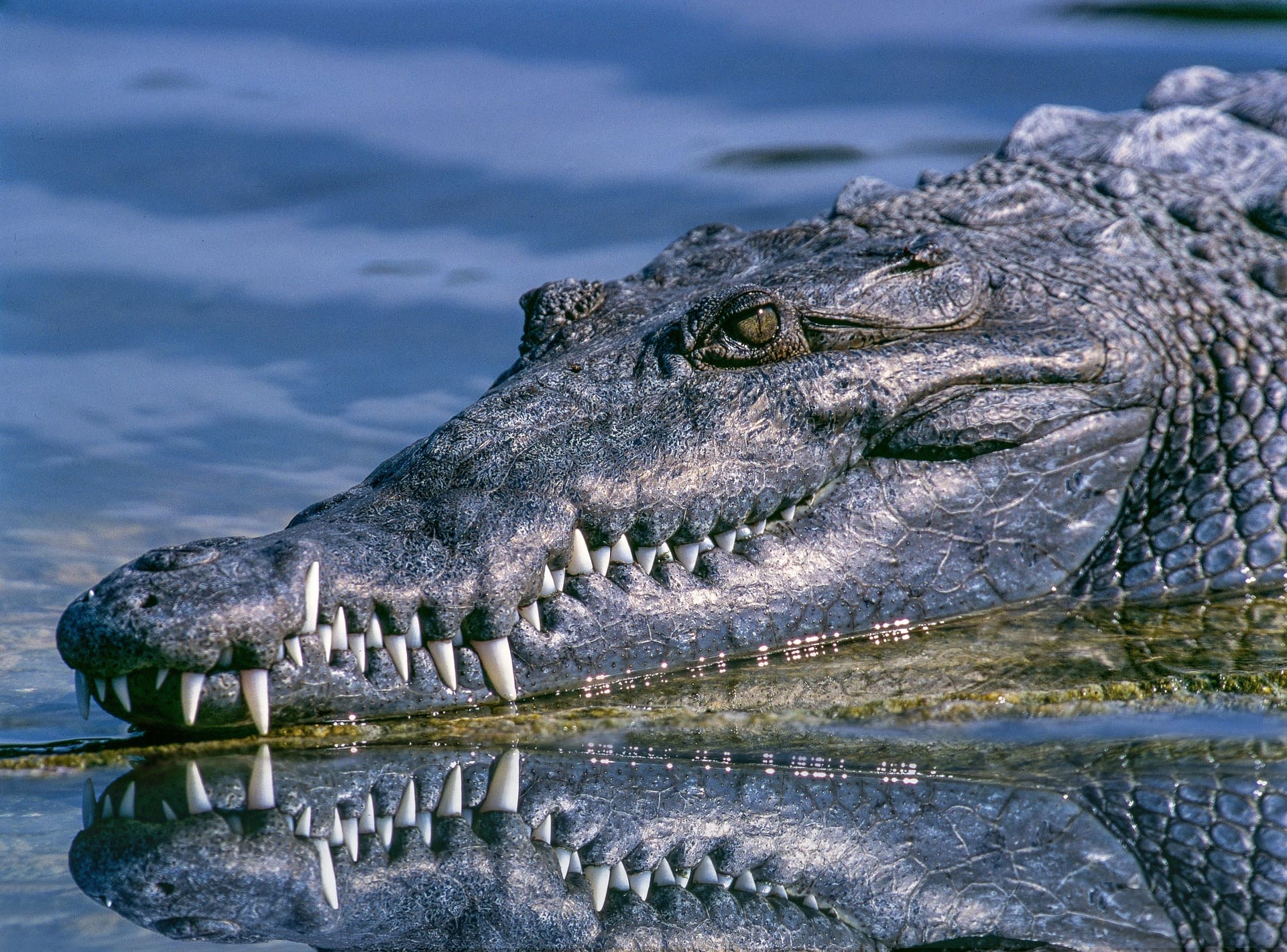 Krokodil