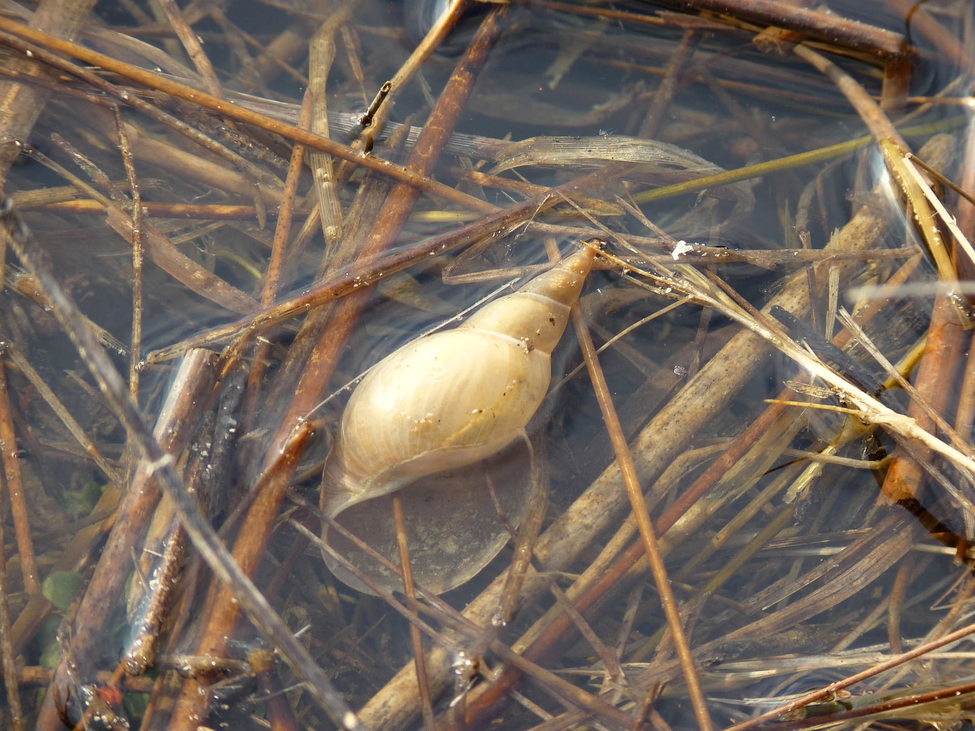 Süßwasserschnecke