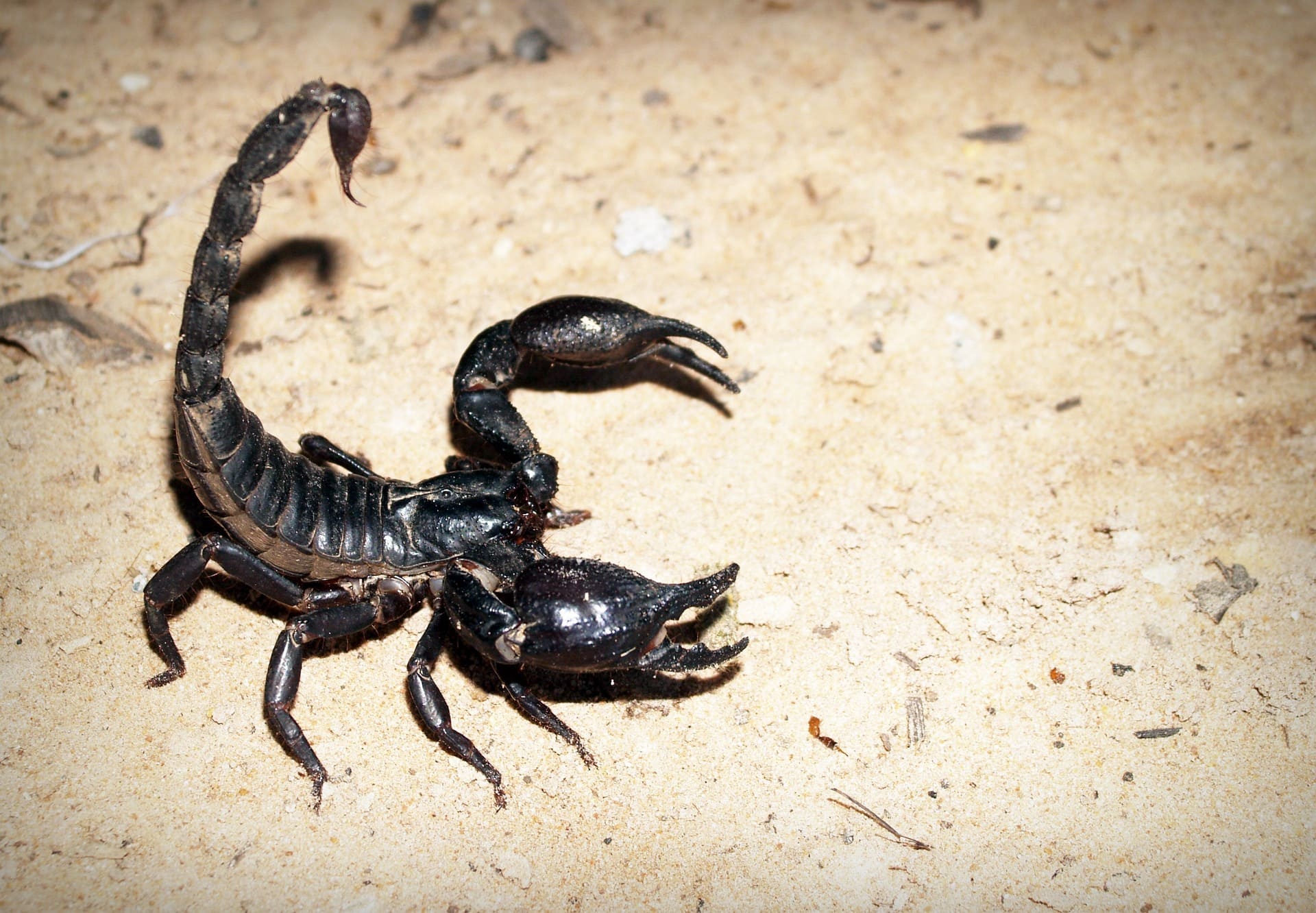Skorpion